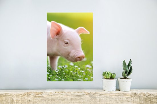 Affiche Animaux - Porcelet - Cochon - 20x30 cm