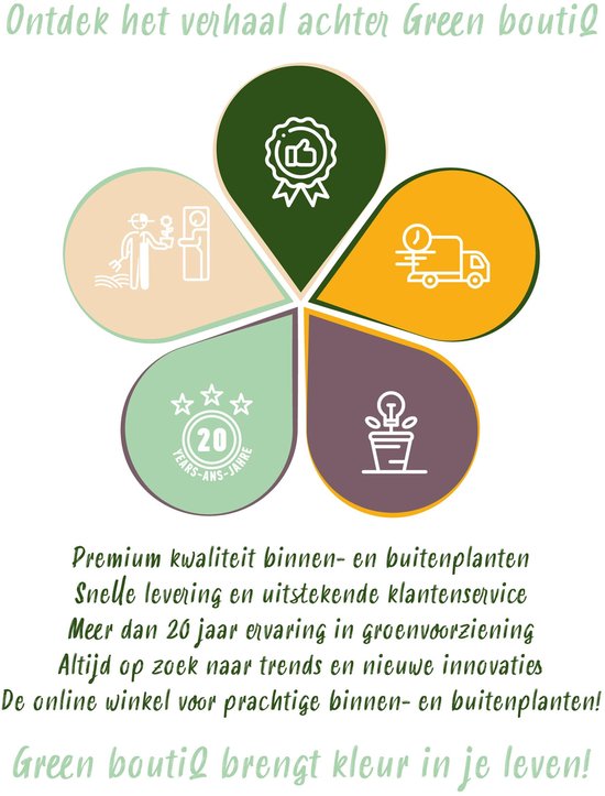 Green boutiQ - Plante grimpante - Clématite Rainbow - Bloem Wit Violet Rouge - Peu d'entretien - 4 plantes - Pot 11cm Hauteur 40cm