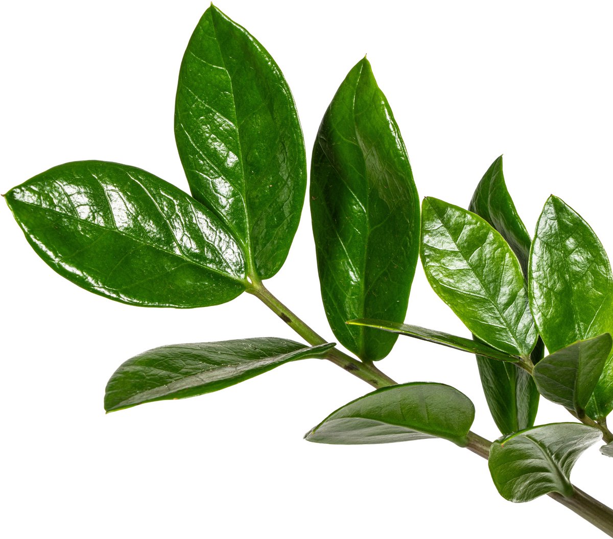 Zamioculcas Zamiifolia