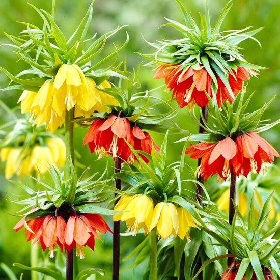 Bulbes hollandais Imperial Crown - 'Fritillaria Imperialis' - Bulbes de fleurs - 5 pièces - Jaune et Oranje
