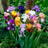 Een mix van veelkleurige irisbloemen in diverse tinten, waaronder roze, geel, paars en wit.