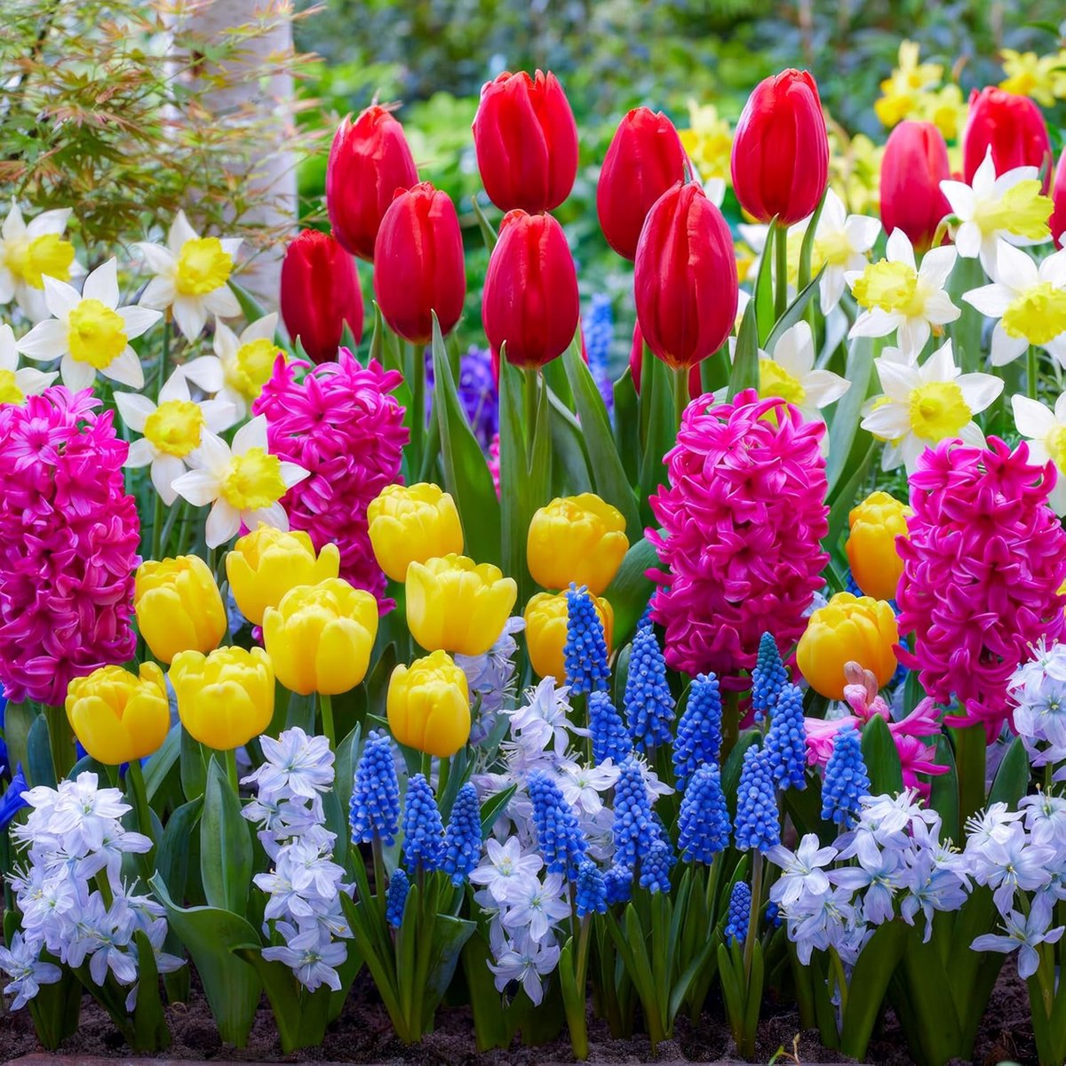 Voorjaar Mix Bloembollen Winterhard - Spring - Tulpen / Narzissen / Hyazinthen / Muscari - 50 stuks - Meerkleurig - Bloem bollen Meerjarig
