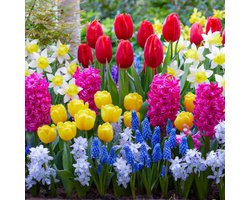 Voorjaar Mix Bloembollen Winterhard - Spring - Tulpen / Narzissen / Hyazinthen / Muscari - 50 stuks - Meerkleurig - Bloem bollen Meerjarig