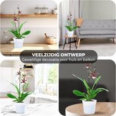 Grote Kamerplanten | GroenRijk Beneden Leeuwen