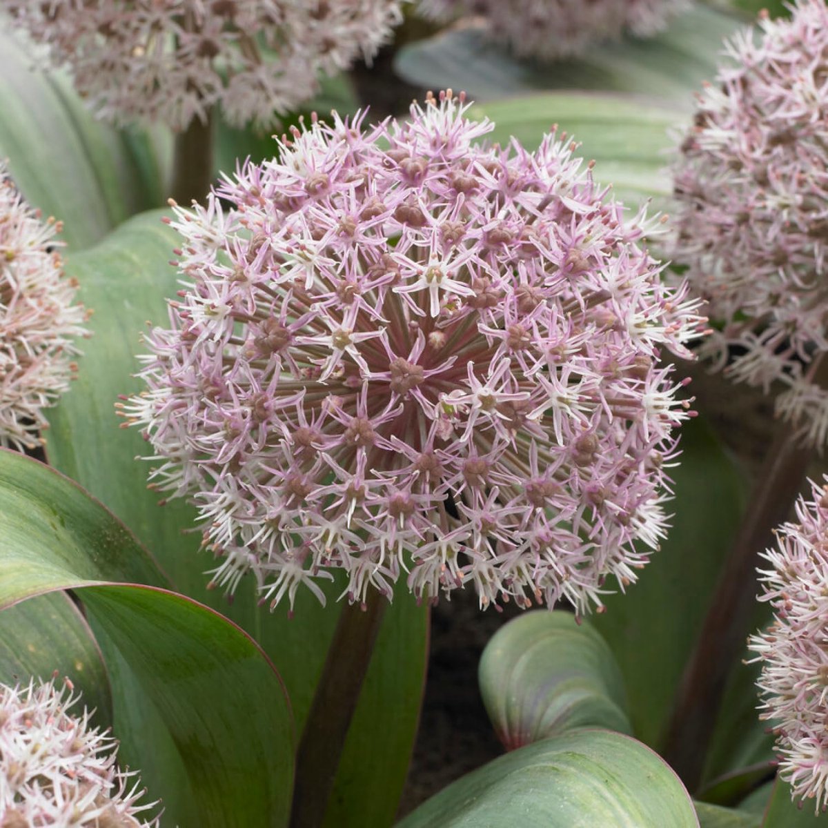 Allium Bloembollen Winterhard - Sierui - Karataviense - 5 stuks - Roze - Bloem bollen - Mix Meerjarig