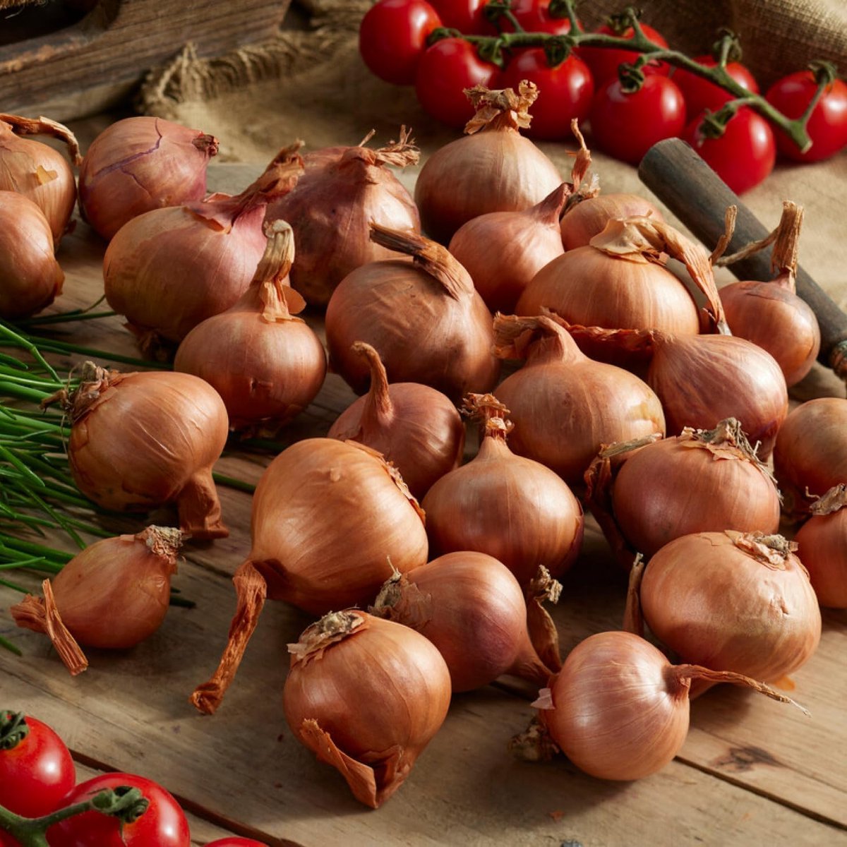 Sjalot Ui bol om te plant - Uibollen - Biztro - Bloembollen - 500 gram - Geel - Voor de Moestuin