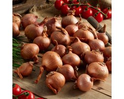 Sjalotten - Biztro - 500 gram - Geel - Plantui voor Tuin - Bollen om te Planten - Voor de Moestuin