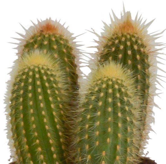 Mélange Cereus en pot mexicain | 3 pièces | Ø 12 cm | 18-23cm