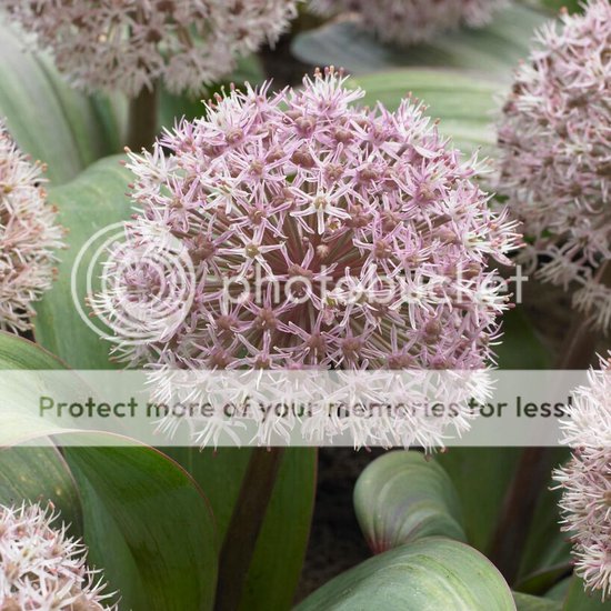 Allium vineale 'Hair' - Meeuwissen Voorhout - Bloembollen - Specialist Allium vineale 'Hair' - Meeuwissen Voorhout - Bloembollen - Specialist