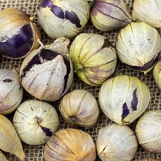 BIO tomatillo zaden – Tomatillo Purple