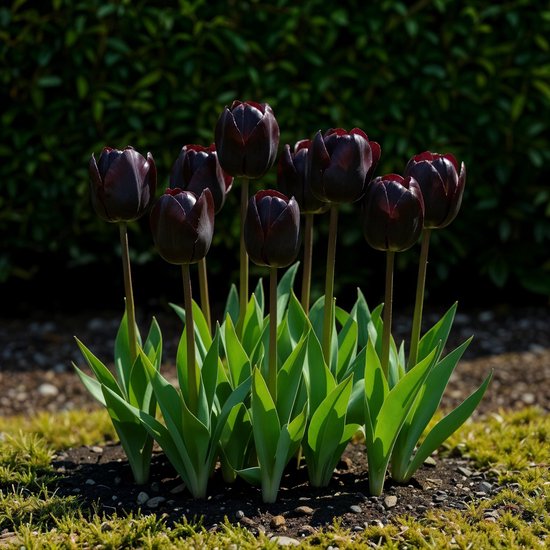 Plantenboetiek.nl | Bulbes de fleurs - Tulipe ' Triumph Black' - Violet foncé - 12 pièces - Taille du bulbe 11/12 - Ø5cm - Hauteur 20-50cm - Plante de jardin - Multideal