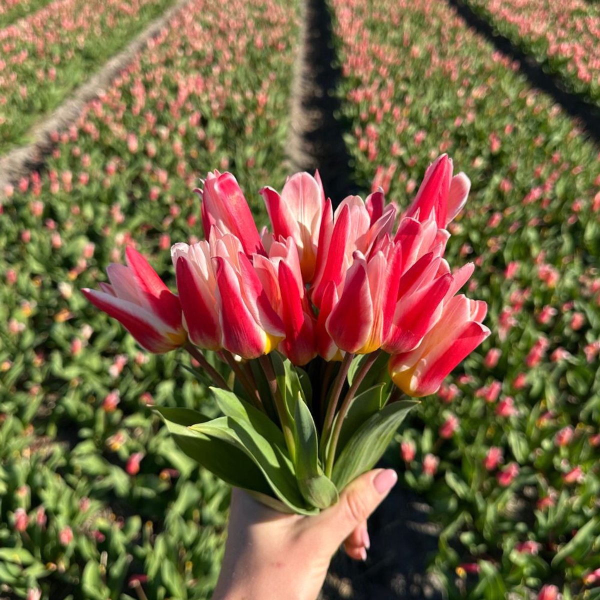 Tulpenbollen Floresta - 30 bloembollen - bolmaat 12+ - roze/wit, verwildert, meerbloemig voorjaarsbloeier, winterhard - direct van de kweker - Flowerbulbs Amsterdam