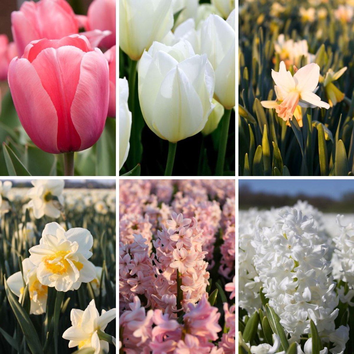 Bloembollenmix Blossom Mix - 100 bloembollen - tulpen, narcissen, hyacinten - wit, roze, mix - geurend, voorjaarsbloeier, winterhard - direct van de kweker - Flowerbulbs Amsterdam
