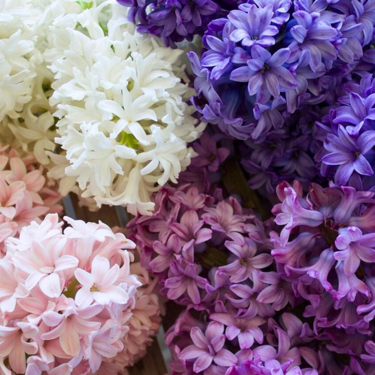 Hyacintenbollen Show Off Mix - 50 bloembollen - bolmaat 14/15 - blauw, roze, wit, paars mix, geurend, grootbloemig, voorjaarsbloeier, winterhard - direct van de kweker - Flowerbulbs Amsterdam