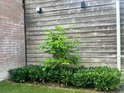Jong Krentenboompje met groene bladeren, geplant in een tuin naast een bakstenen muur.