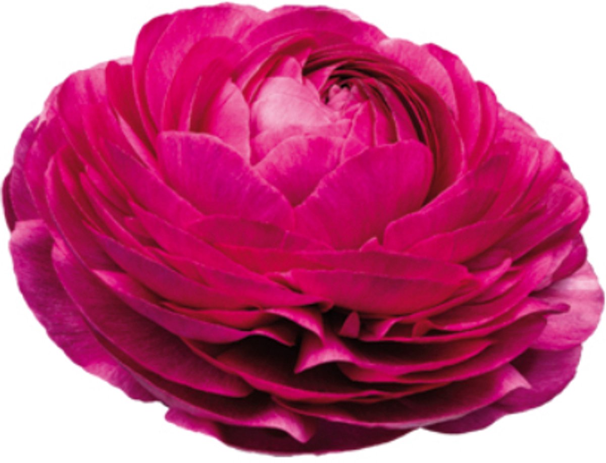 Ranunculus Malva | 10 stuks | Ranonkel