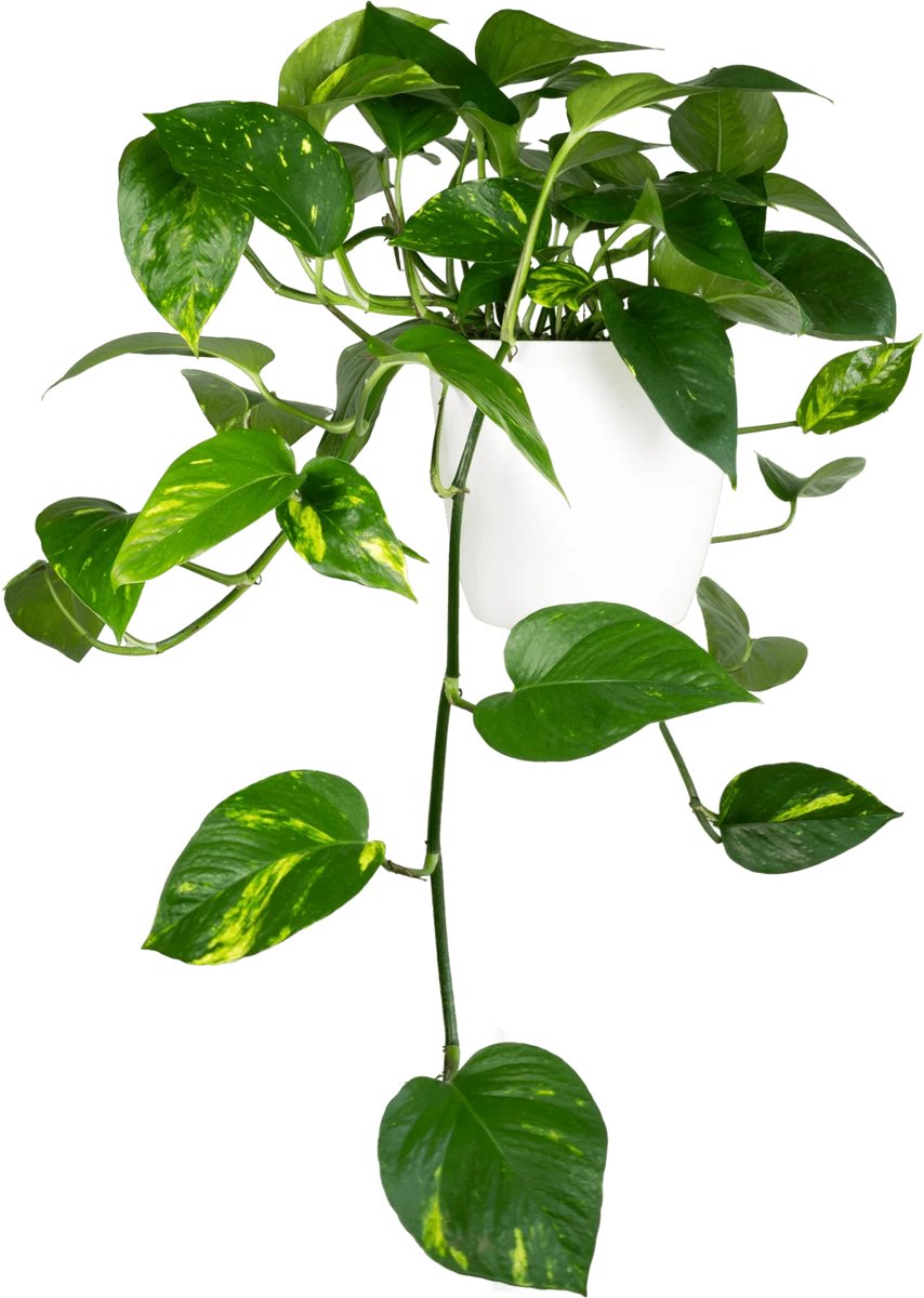 Goudpothos kopen