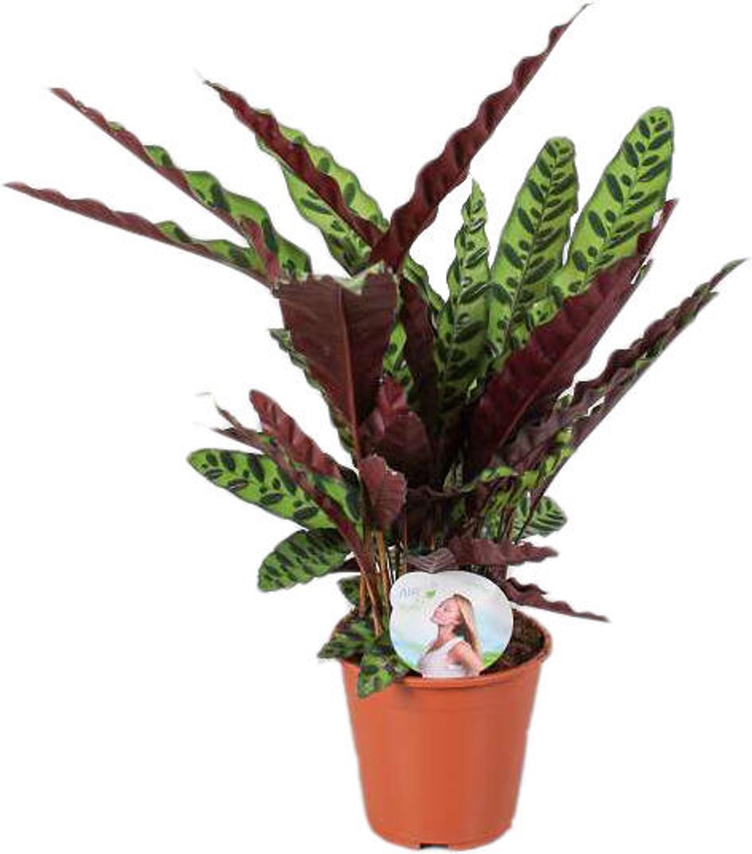 JUNAVERA Calathea Lancifolia | In 17 cm Pot