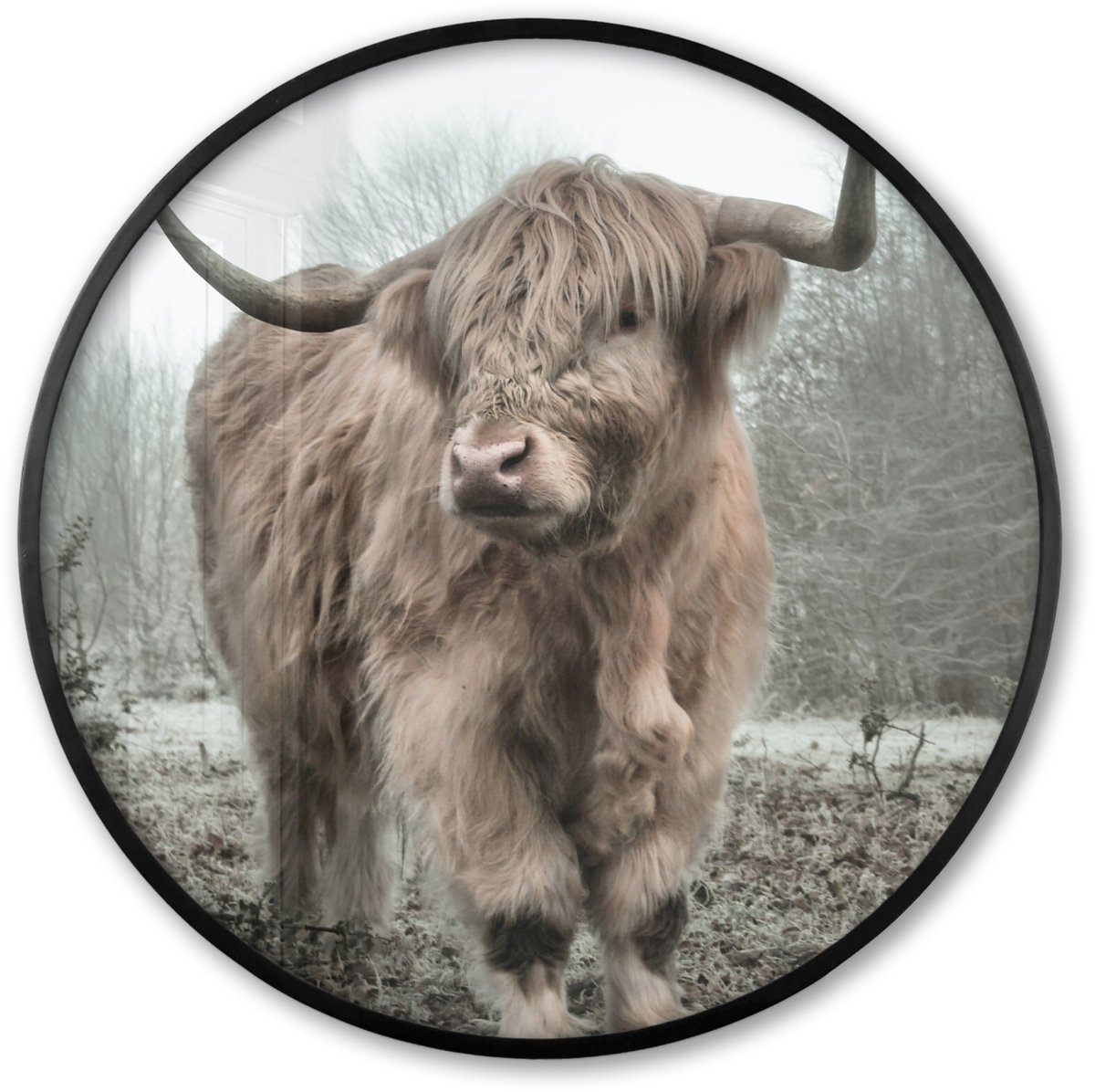 FrameYourWall Poster in lijst Rond - Fotolijst 80x80 cm - Posters - Schotse hooglander - Natuur - Herfst - Dieren - Wild - Bos - Ronde posterlijst zwart - Decoratie - Wanddecoratie woonkamer - Muurdecoratie slaapkamer