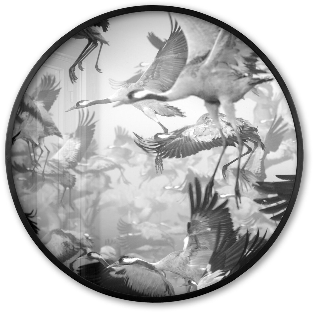 FrameYourWall Poster in lijst Rond - Fotolijst 60x60 cm - Posters - Kraanvogel - Zwart wit - Dieren - Vogels - Ronde posterlijst zwart - Decoratie - Wanddecoratie woonkamer - Muurdecoratie slaapkamer Multicolor