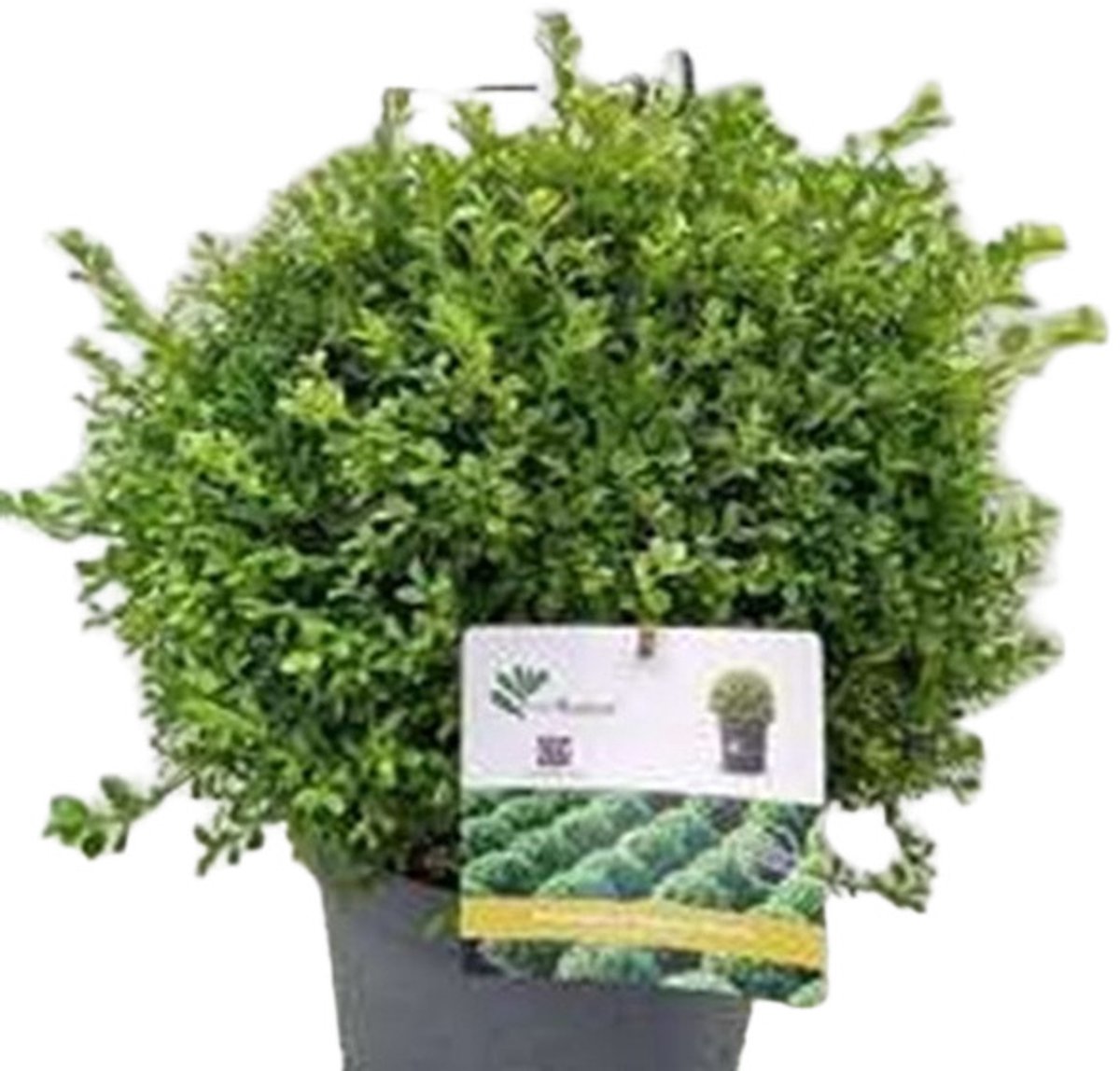 Betterbuxus 'Babylon Beauty' – 30/ + cm – Wintergroene Heester – Compacte Groei – Meerjarig & Schimmelresistent – Ideaal voor Hagen & Borders