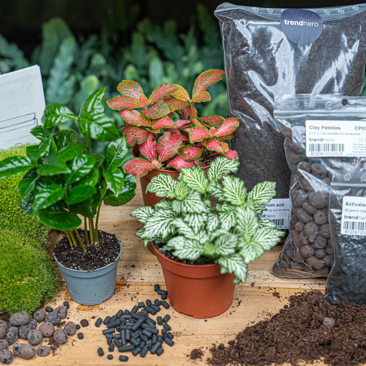 Bol.com Planten terrarium pakket - Coffea Arabica - 3 terrarium planten - Ecosysteem plant - Startpakket - Navulling - DIY Ecosy... aanbieding