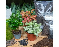 Planten terrarium pakket - Coffea Arabica - 3 terrarium planten - Ecosysteem plant - Startpakket - Navulling - DIY Ecosysteem Planten Set | Inclusief Planten - Substraat - Terrarium potgrond - Bolmos - Actieve kool - Handleiding en tips | urbanjngl