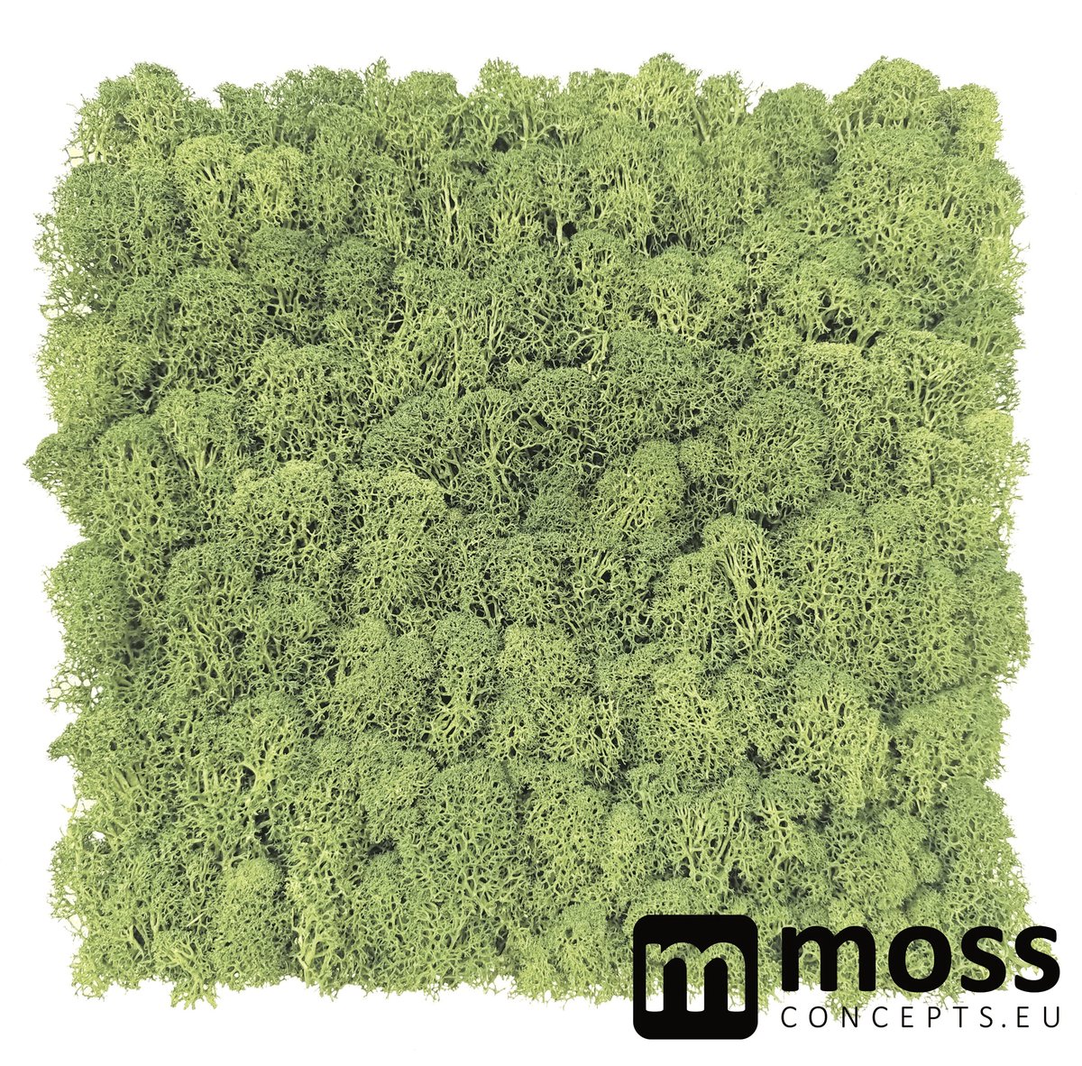 MOSS concepts Moswand paneel rendiermos medium groen