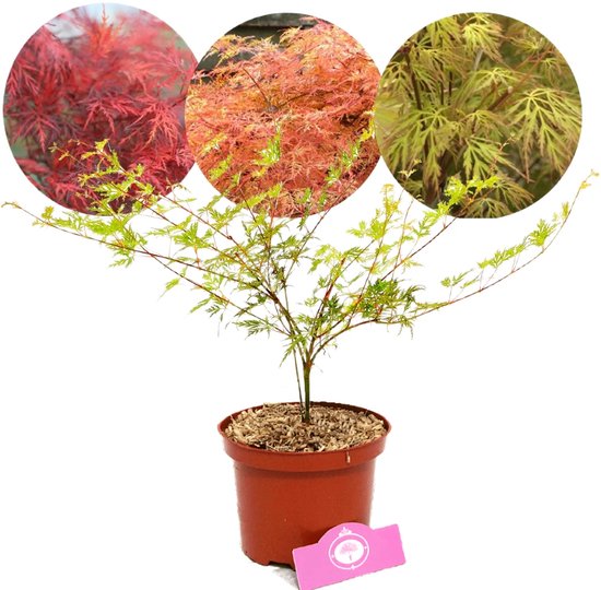 Acer palmatum ' Emerald Lace' érable japonais, pot de 2 litres