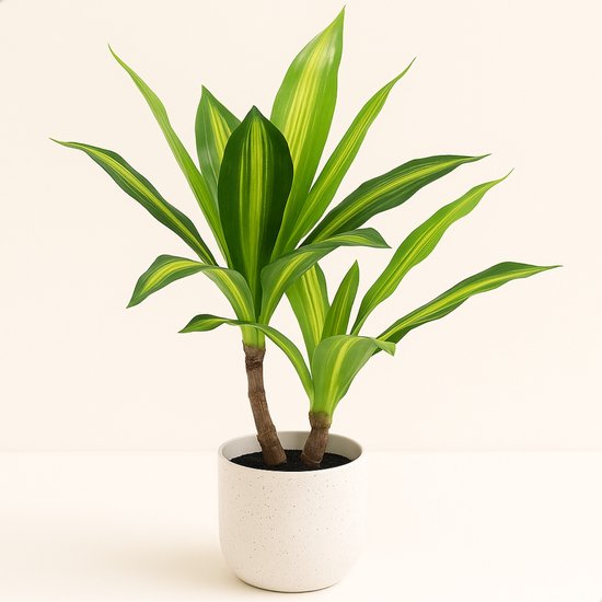 Kunstplant Dracaena Lemon Lime in witte pot, witte achtergrond.