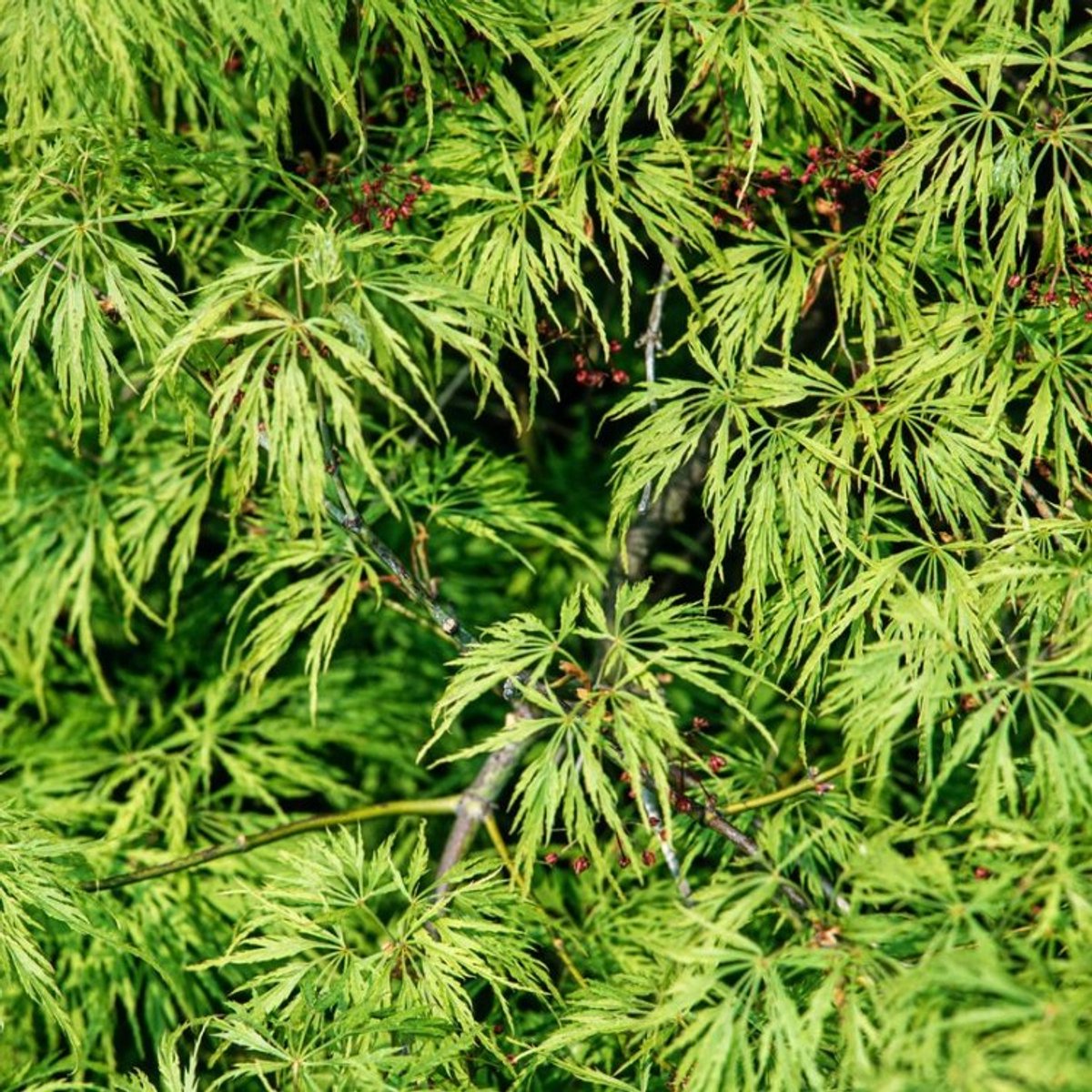 Plants Online BV - Planten - Tuinplanten - Heesters - Set van 1 - Japanse Esdoorn 'Dissectum'
