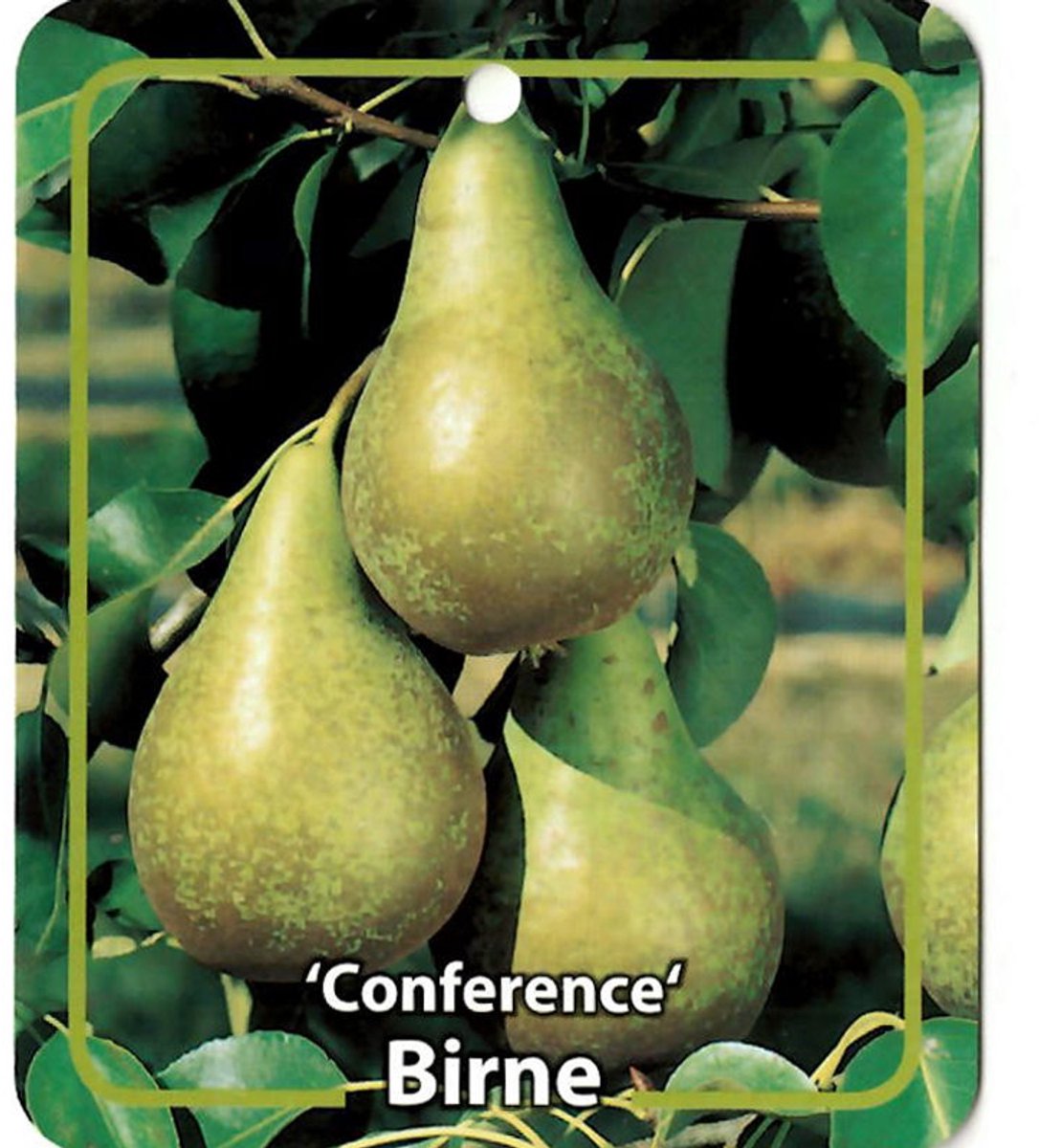 Oosterik home - Pyrus Communis Birne Conference