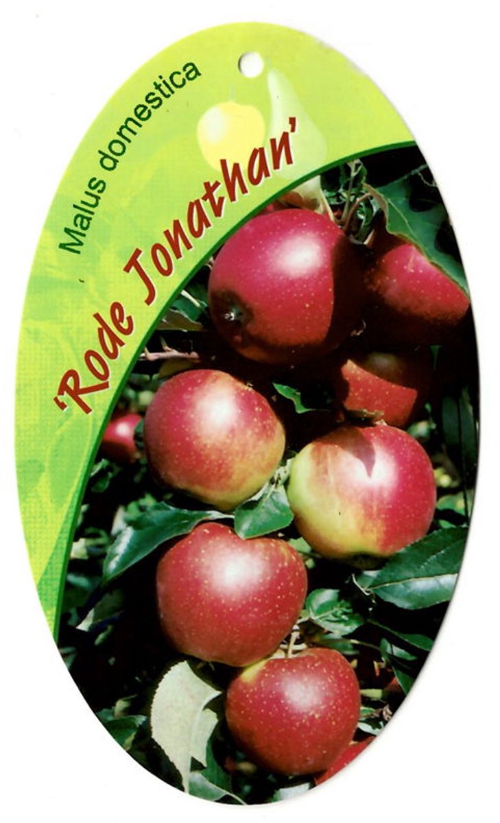 Oosterik home - Malus Domestica Rode Jonathan