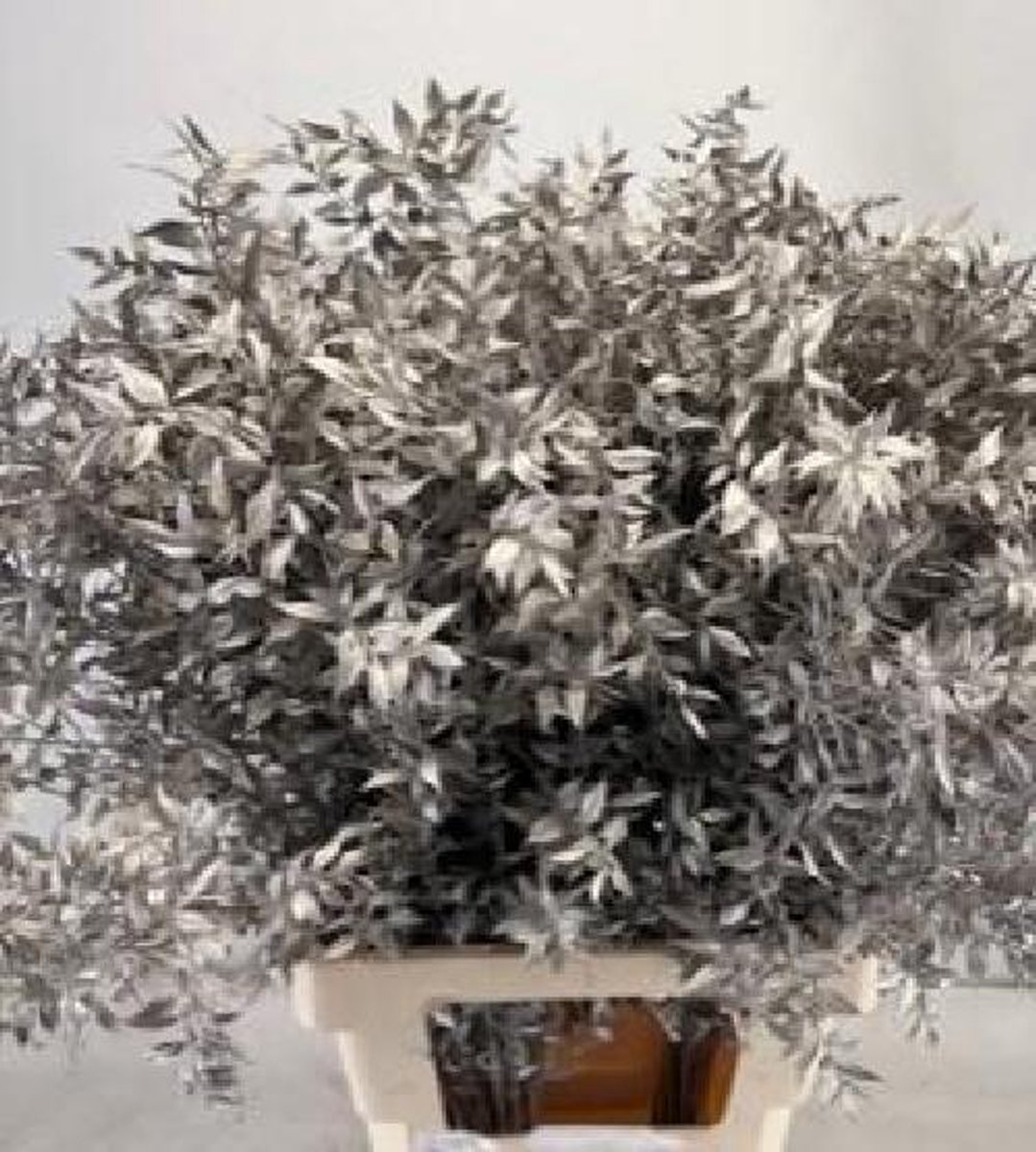 25x Dc ruscus prik platina 70cm