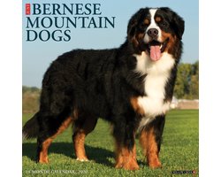 Berner Sennen Kalender 2026