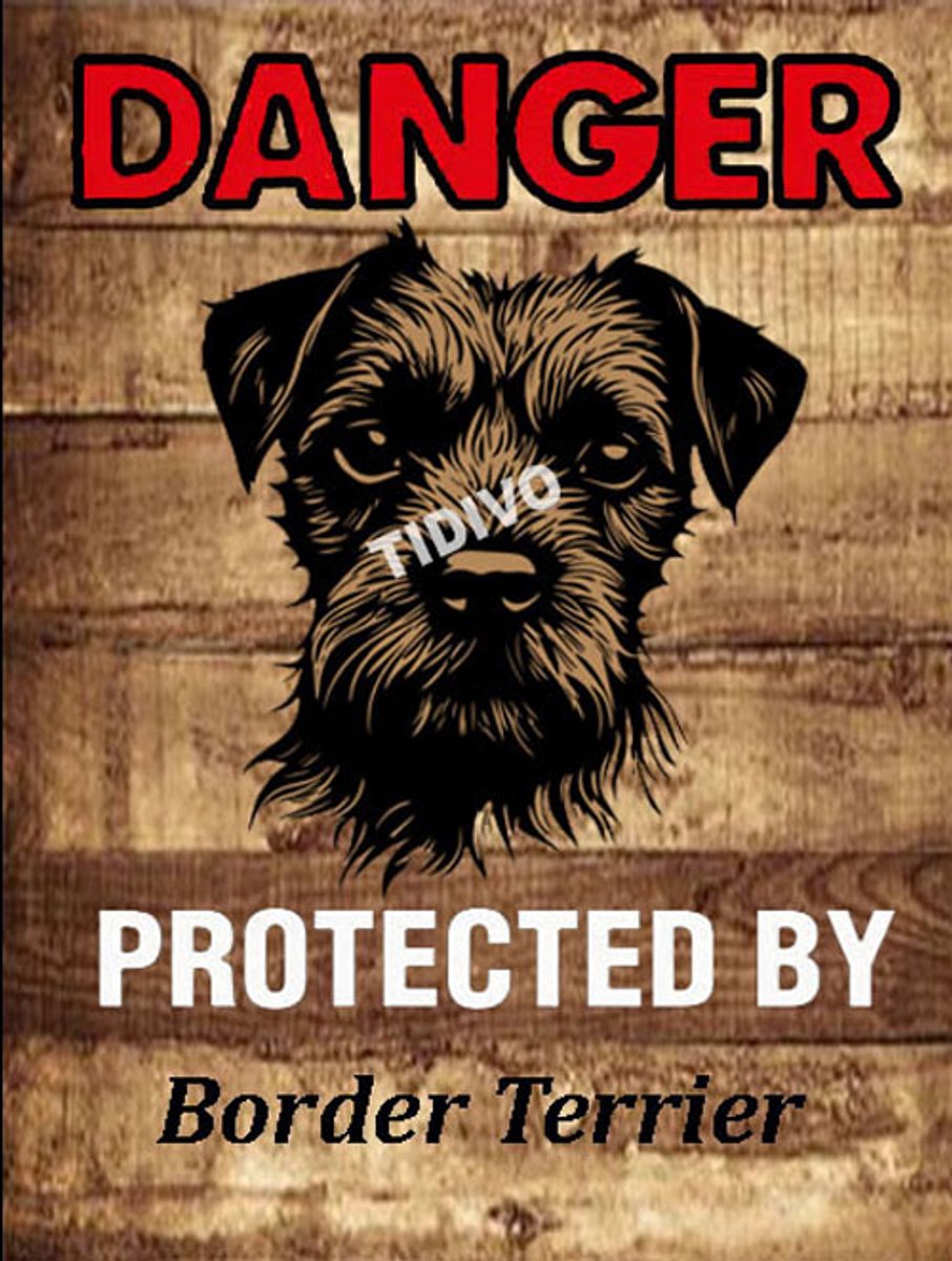 Border Terrier 19