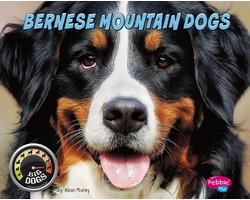 Big Dogs - Bernese Mountain Dogs