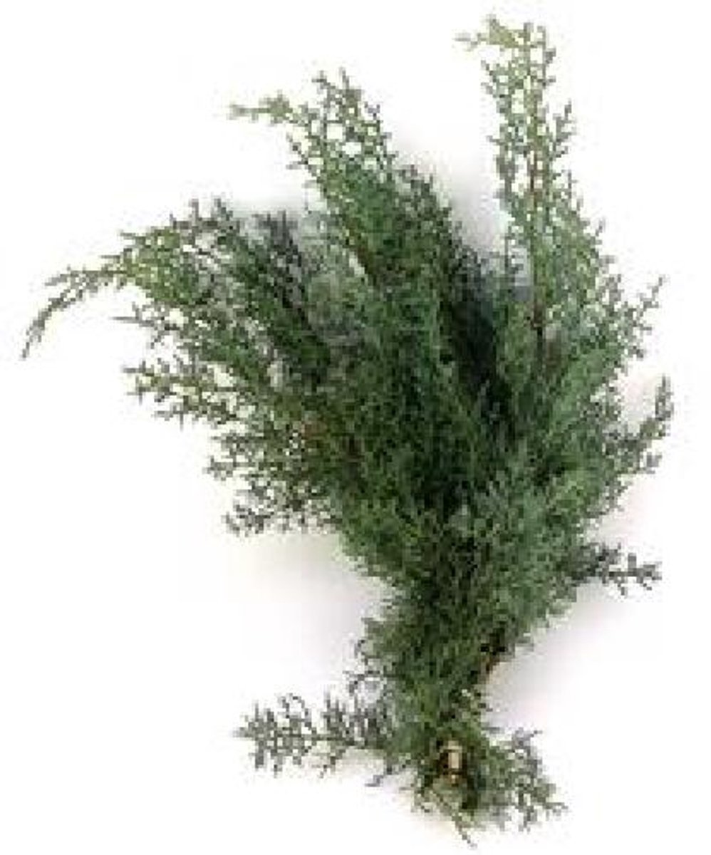 1x Ko cupressus arizonica glauca