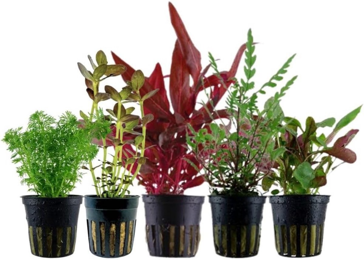 AquaOne Aquariumplanten I 5X Waterplanten I Middengrond Aquariumplanten I Alternanthera Bacopa Limnophila Hygrophila I Set met 5 middengrondplanten
