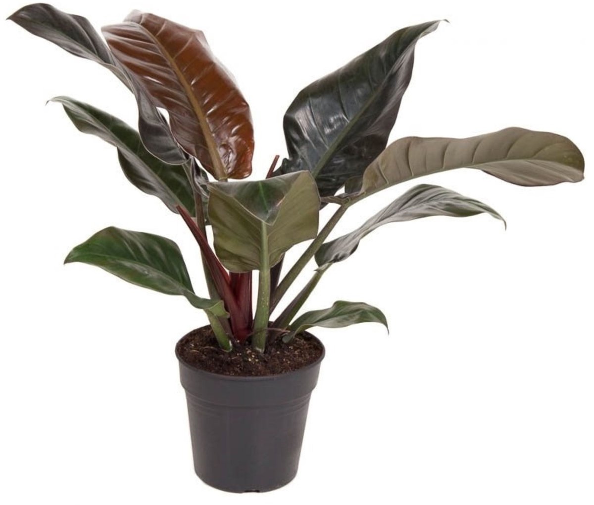 Plant in a Box - Philodendron 'Imperial Red' - Kamerplant - ⌀19 cm - Hoogte 50-55cm