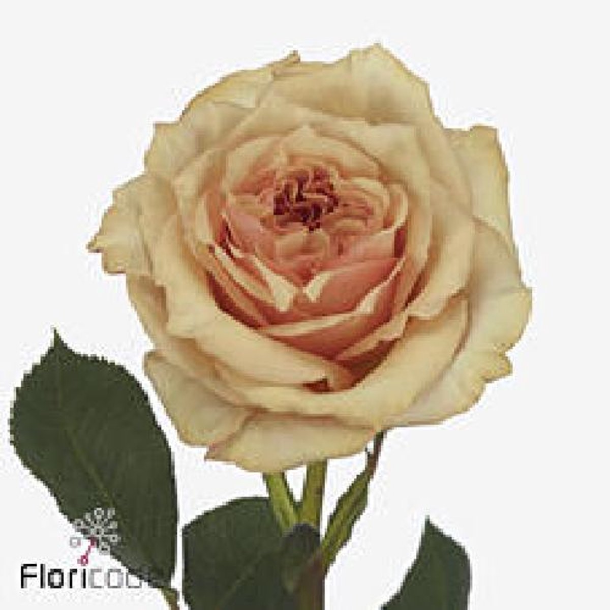 25x Rosa desert rose 50cm
