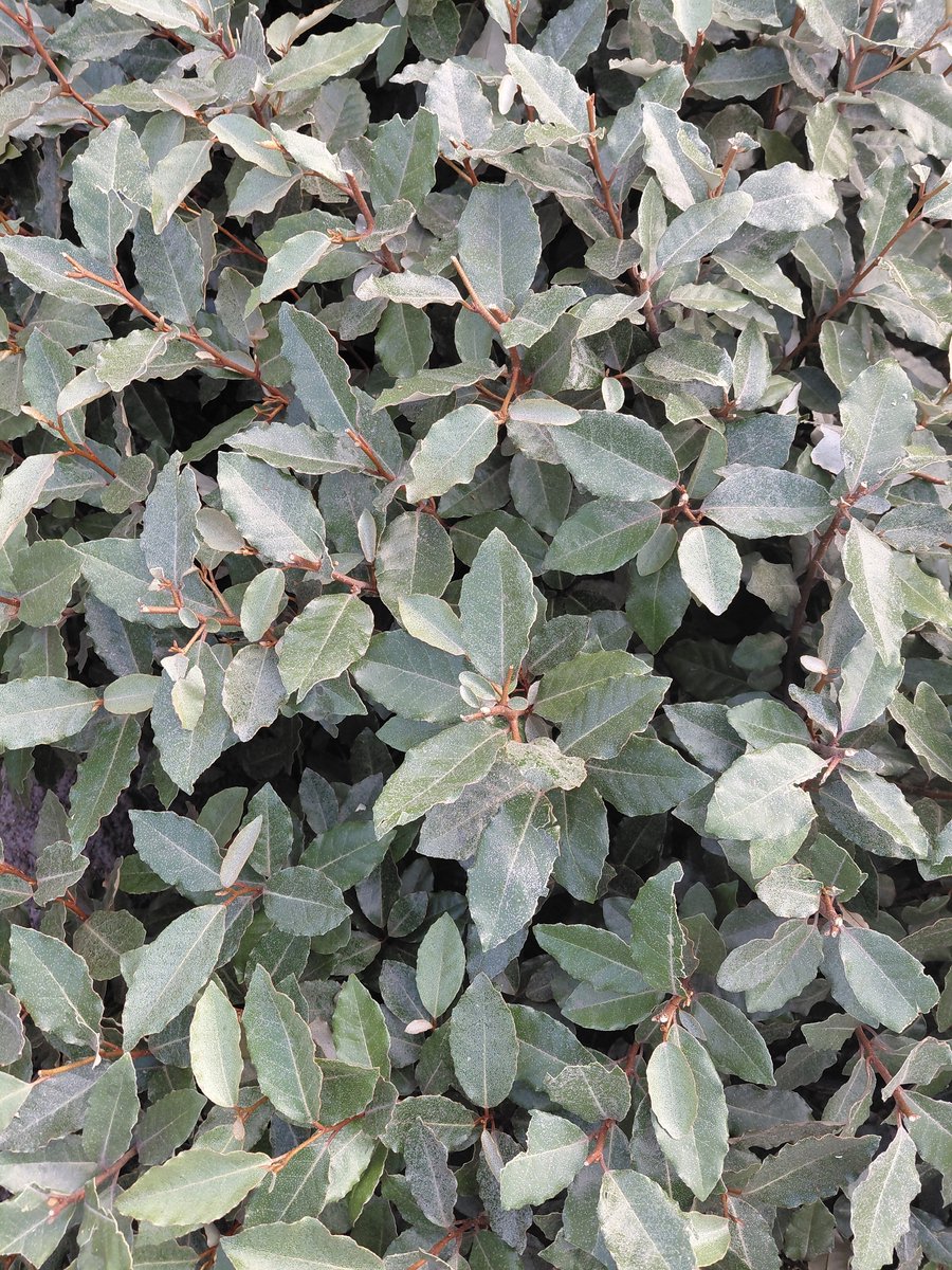 1 lopende meter (2 stuks) Eleagnus Ebbingei - wintergroene struik met glanzend donkergroen blad en opvallende, geurige zilverachtige bloemen in het najaar - 40-60cm in pot