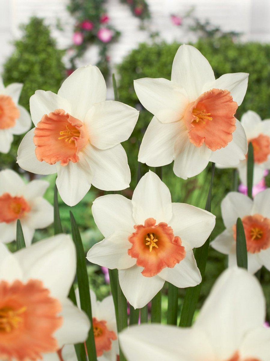 15x Narcissen 'Accent' - BULBi® Bloembollen met bloeigarantie