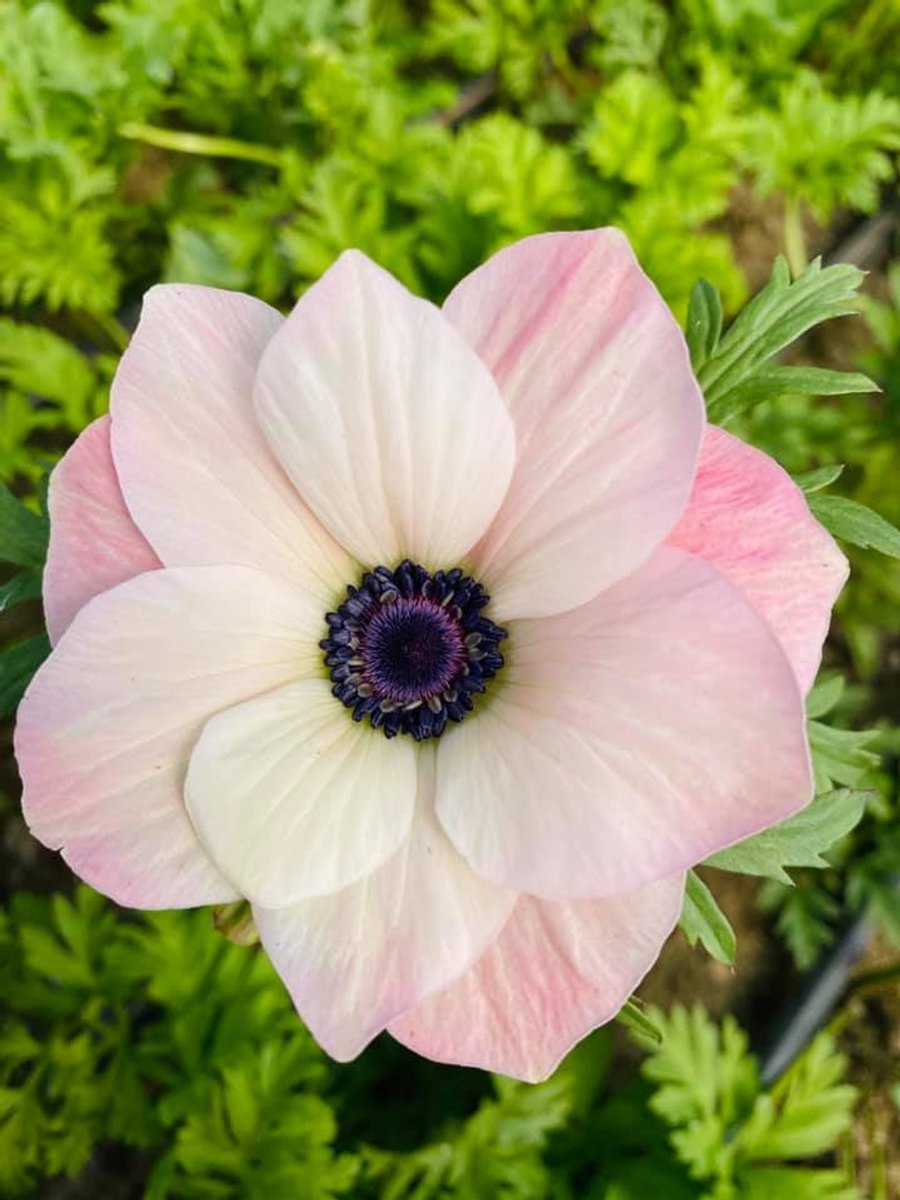 12x Anemoon 'Mistral rosa chiaro' - BULBi® Bloembollen met bloeigarantie
