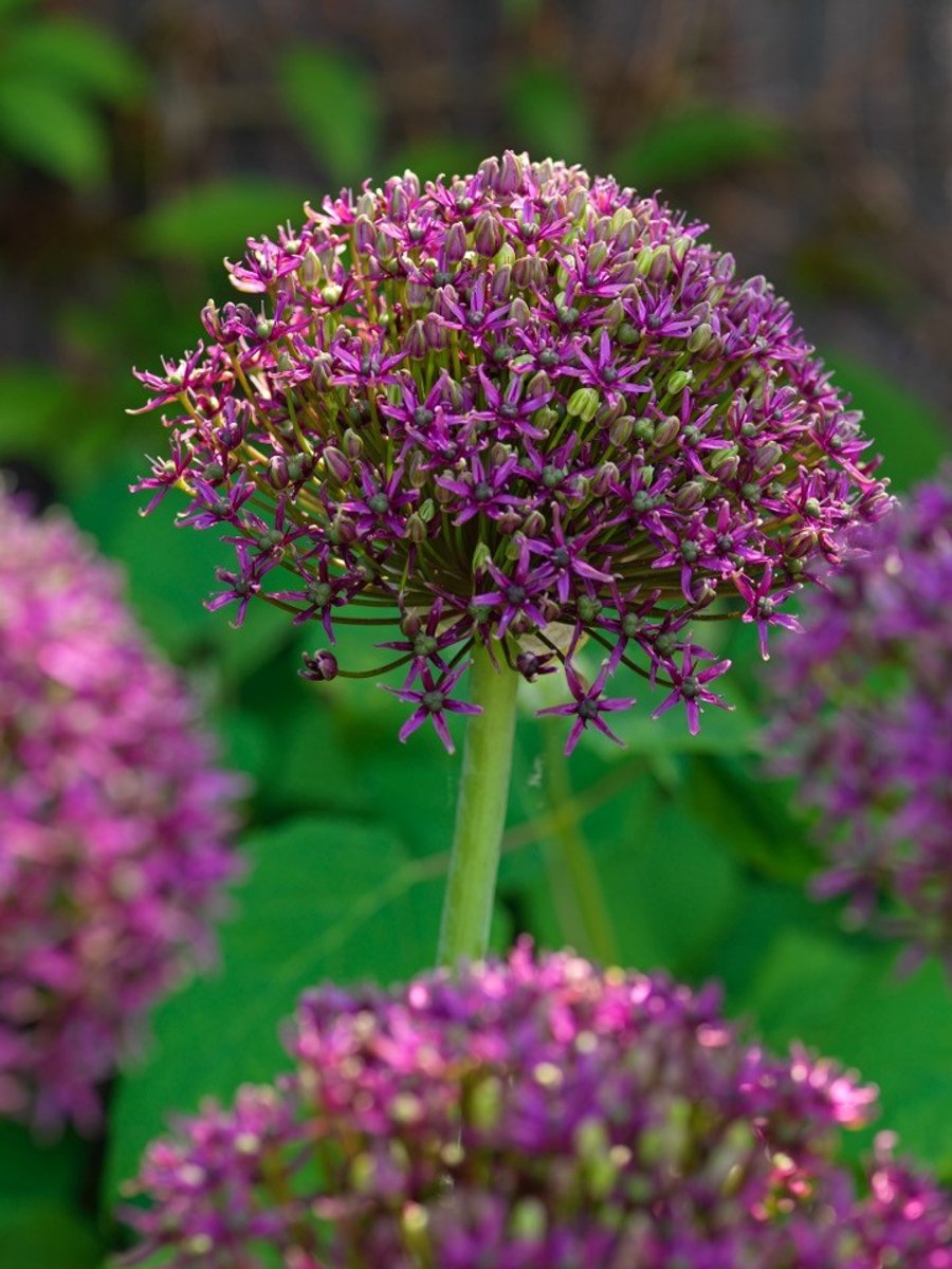 15x Allium 'Magic' - BULBi® Bloembollen met bloeigarantie