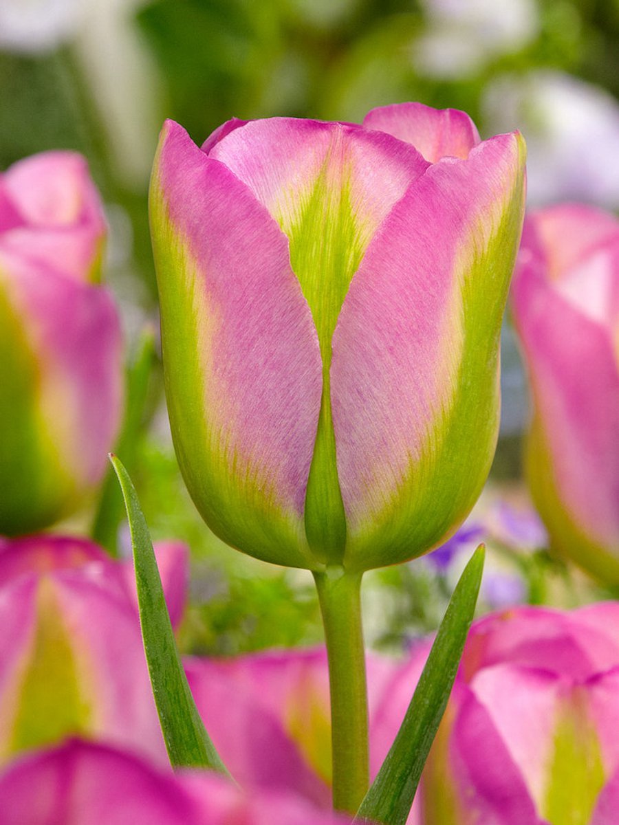 20x Tulpen 'Groenland' - BULBi® Bloembollen met bloeigarantie