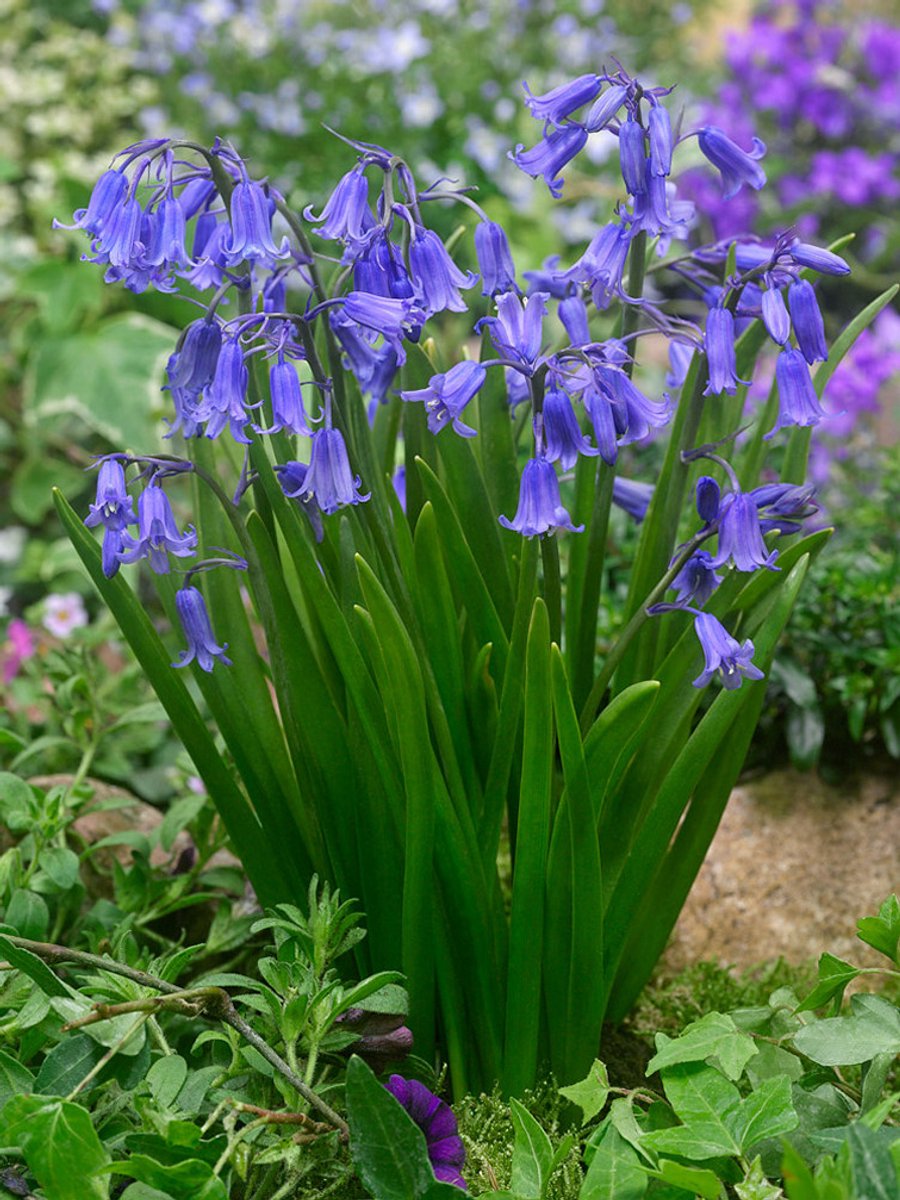 25x Boshyacint 'Hyacinthoides non-scripta' - BULBi® Bloembollen met bloeigarantie