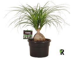Nolina bol 45 cm – Kamerplant – Vers Van De Kweker – Potmaat Ø19 cm