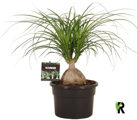 Nolina bol 45 cm – Kamerplant – Vers Van De Kweker – Potmaat Ø19 cm