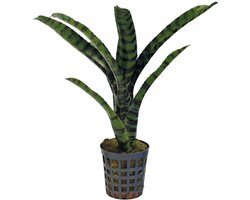 Aquafleur Neoregelia Rubrifolia 2 | In 5 cm pot